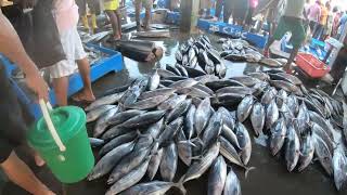 බේරුවල මුහුදු වරාය/ Beruwala Lagest Fish market in Sri Lanka          #fishing #cutting #amazing