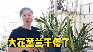 大花蕙兰干瘪空苞，浇大水施肥终恢复状态，所用种植料有问题