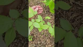 The American hop hornbeam, Ostrya virginiana, a giant city understory tree.