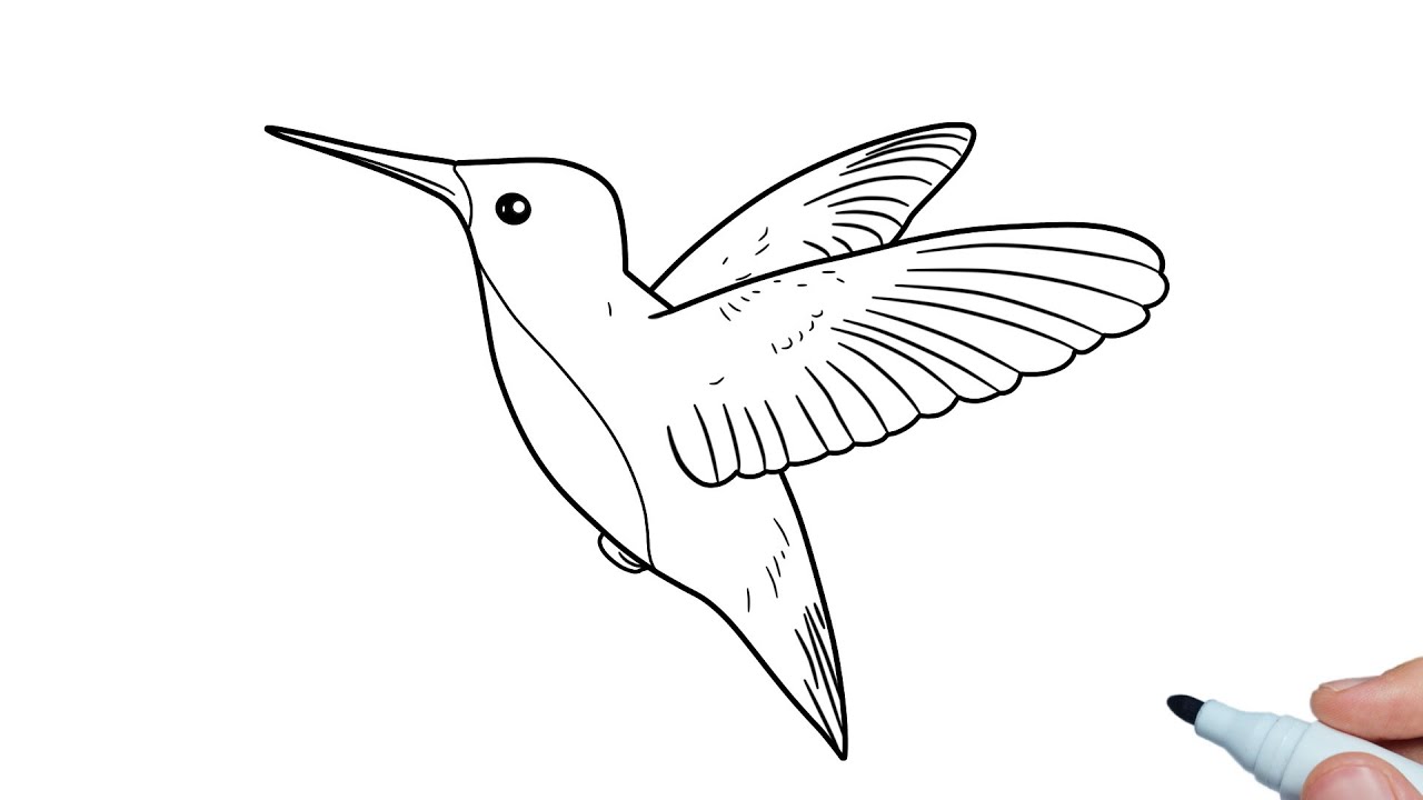 Hummingbird Drawing Easy Hummingbird Drawing Xhjruo