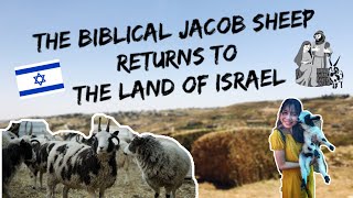 The Biblical Jacob Sheep Return to the Land of Israel! 🇮🇱🐑 | Yohanna Tal