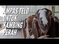 Ampas Telo Untuk Kambing Perah