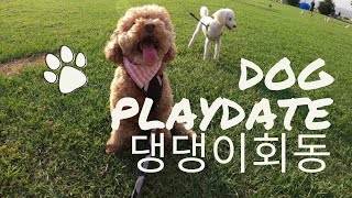 댕댕이회동 강아지모임 Dog Playdate at the Cove