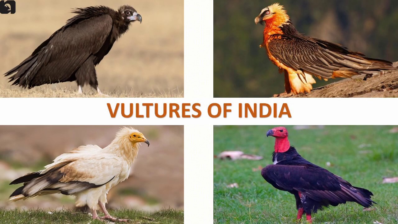 Vultures Of India рџ рџ і Raptors Indian Birds Youtube