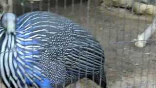 フサホロホロチョウ　天王寺動物園