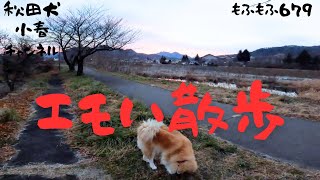 【犬 かわいい】【大型犬】【akita inu -秋田犬】【秋田 犬】もふもふ679