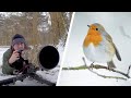 How to Photograph Small Birds - Photography Tips, Techniques & Settings (Canon 1DX & 500mm f/4 Lens)