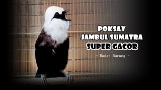 Playtube Pk Ultimate Video Sharing Website