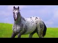 ¡descubre los mejores caballos appaloosa y paint horse caballos appaloosa painthorse