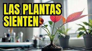 Plants sense Cleve Backster's experiment - Ramon Freire