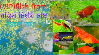 shrimp breeding#রঙিন চিংড়ি কি কি খায়#ঝামেলা ছারাই রংঙিন চিংড়ি চাষ#সিম্প বিডিং করবো কিভাবে#