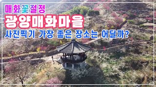 광양매화마을 3월15일 개화상황 | 봄소식이 제일 빨리오는곳 | 청매화 백매화 만개