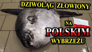 SAMOGŁÓW w Bałtyku - Ogromna Ryba z Samą Tylko Głową