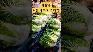 서울 배추 가격 얼마? 대박이네! #배추 #김치 #반찬 #시장