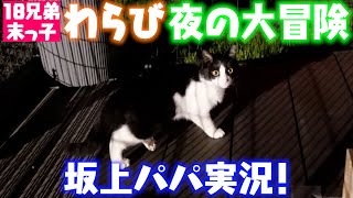 坂上家ニャンコ軍団の日常をお届け！可愛いおてんば娘に坂上パパもヒヤヒヤ！おやつタイムでハプニング⁉