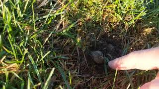 The Hidden network of gopher tunnels can be seen from patterns in the grass. San Jose Middle School.