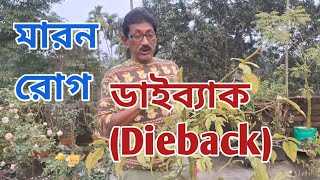 মারন রোগ ডাইব্যাক কি? ও তার প্রতিকার।