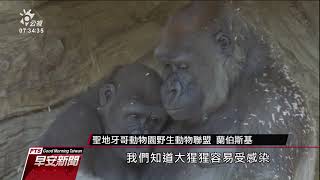 動物感染新冠病毒頻傳 美國動物園為猩猩打疫苗｜20210402 公視早安新聞