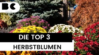 Die Top 3 Herbstblumen: Farbenpracht für die goldene Jahreszeit