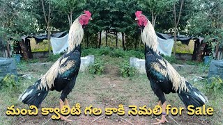 మంచి క్వాలిటీ గల కాకి నెమలి for Sale / Narasimha babu / 8008998909