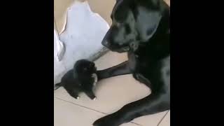 Puppy vs His Father Dog #funny #puppy #viral #love #fight