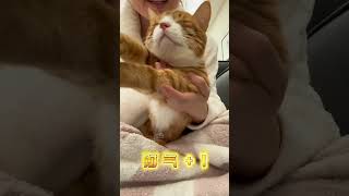 小猫机关枪 被扫到的人有福了宠物也要过年仪式感 我真养到招财猫了 这种萌物究竟是谁在养 我和我的猫 猫咪：你的专属招财猫已上线