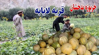 گزارش تمیم، دهکده لایابه، خربوزه بدخشان، زحمت یک دهقان، توت بدخشان Afghanistan Badakhshan