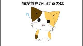 9割が知らない猫に関する雑学#雑学 #1分間