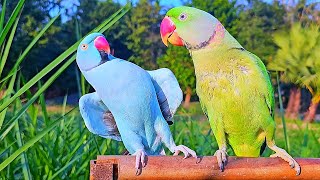 Ringneck Parrot s Compilation