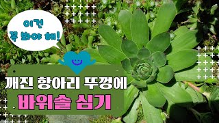 깨진 항아리 뚜껑에 바위솔 심기~ 이건 꼭 봐야해!