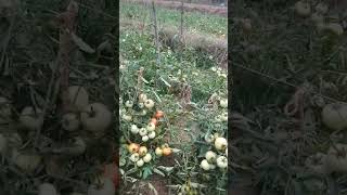 tomato farming | ଖରା ଦିନିଆ ବିଲାତି ଚାଷ | ବିଲାତି ପ୍ଲଟ ରେ ଘାଷ ସଫା | #shorts #tomato