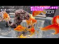 【金魚 新しいお友達②】琉金‼︎さわちゃん、紹介します‼︎【とても綺麗な子です‼︎】