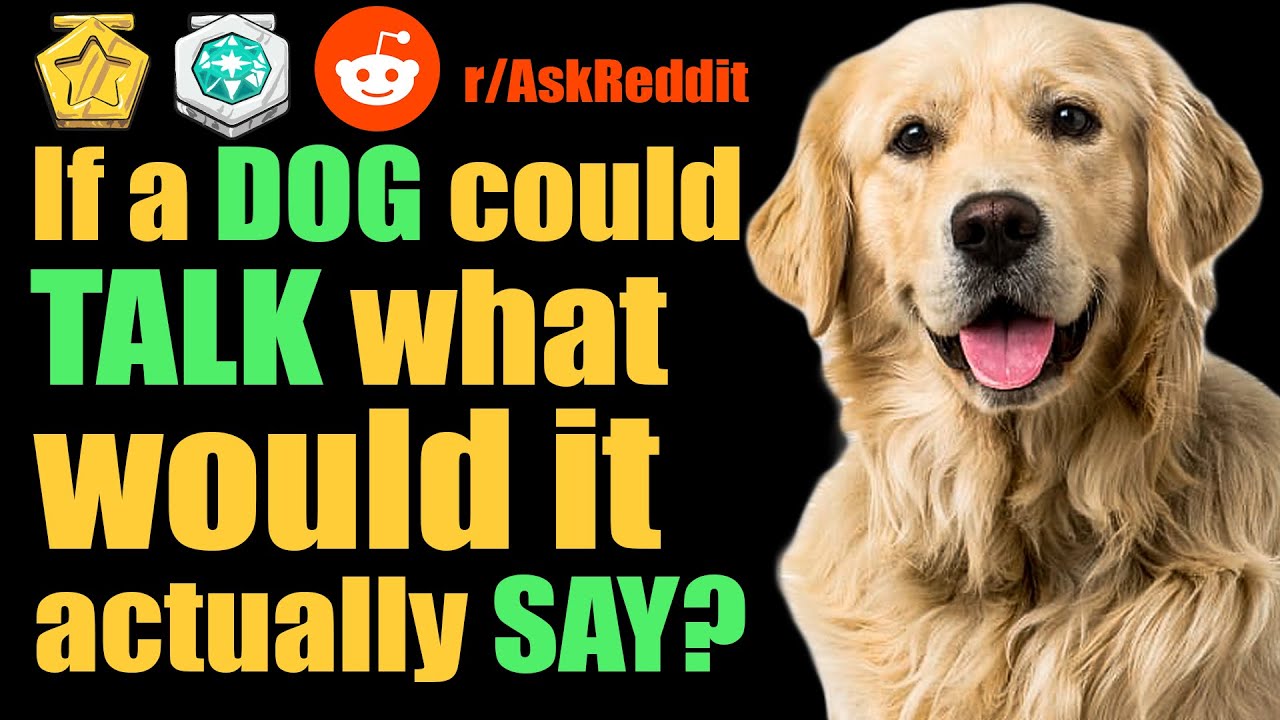 If A Dog Could Talk What Would It Actually Say ? R/AskReddit ...