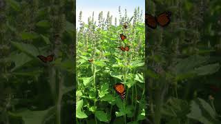 Butterfly Flight for Relaxation and Stress Relief  | Nature Video | @PleasantRelaxation  ★256