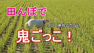 【田んぼでドッグラン】愛犬と必死で鬼ごっこしてみた　晩秋編