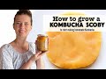 How to Grow your own Kombucha Scoby (Part 1 Kombucha Series)