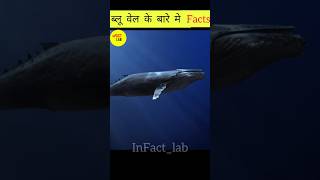 नीली व्हेल के बारे में FACTS 😨😱 | #InFact_lab #facts #shorts