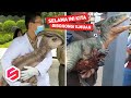 Katanya Sudah Punah, Penampakan Dinosaurus Ini Bikin Gempar Orang-orang..