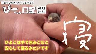 【ぴーちゃん日記#2】チャボひよこは手に包まれると寝るのです