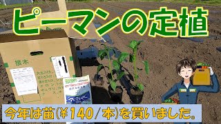 【ピーマンの定植】今年は苗を購入しました。風が強いですが、雨の季節になりそうなので、植えるしかない！