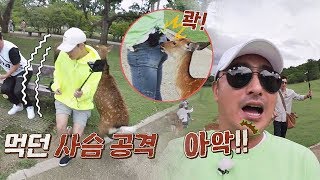 [선공개] 꽃사슴의 공격에 당한 성규\u0026정환! 완전 놀람⊙_⊙ 뭉쳐야 뜬다 49회