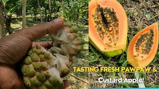 Exploring a Hidden Farm in Vanuatu: Tasting Fresh Pawpaw and Custard Apple