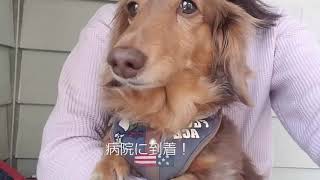 狂犬病注射を打ってきた〈ミニチュアダックスフンド〉