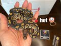 Black Friday Ball Python unboxing from @TheRoyalConstrictor