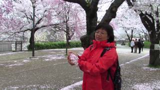 2014年日本櫻花季-櫻花雪-大阪城櫻花林_2014-04-04