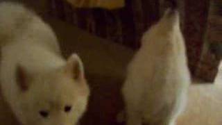 Singing Samoyeds