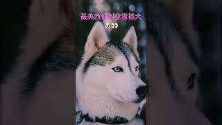 超可爱西伯利亚雪橇犬，最美的宠物狗哈士奇眼睛 |  Husky dogs #Shorts #哈士奇 #宠物 #狗狗 #Husky #funnydog #cutedog #狗狗视频 #哈士奇搞笑 #有趣