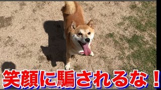 【ツンデレ】柴犬ハナのやる気のある顔に何度も騙されます -- Shiba wants to play? --