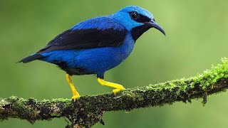 Beautiful bird Anmations ll khubsurat parindy 🐦 by Zidi Mano tv