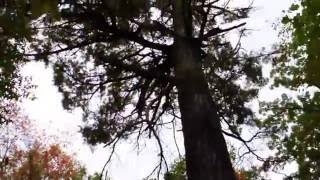 Largest White Pine in Minnesota